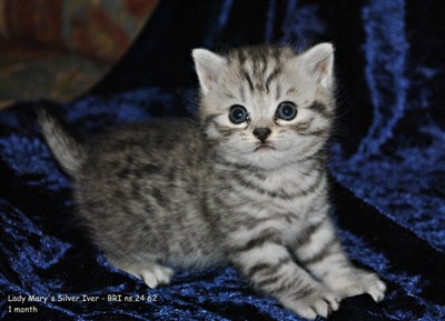 silver spotted british shorthair kitten