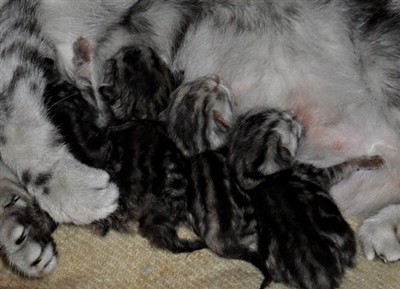 silver tabby british shorthair kittens