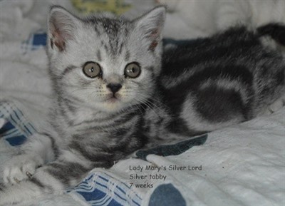 silver tabby british shorthair kitten