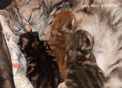 tabby british shorthair kittens