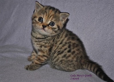 tortie spotted british shorthair kitten