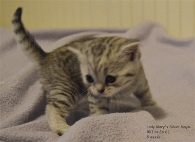 silver spotted british shorthair kitten