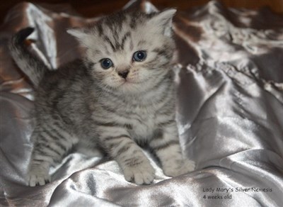 silver spotted british shorthair kitten