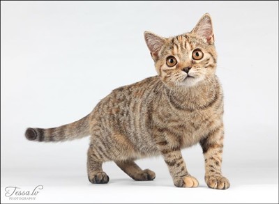 tortie spotted british shorthair