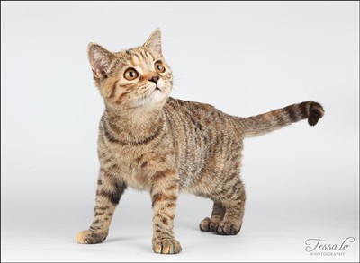 tortie spotted british shorthair kitten