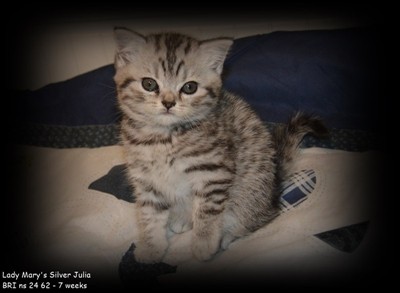 silver tabby british shorthair kitten