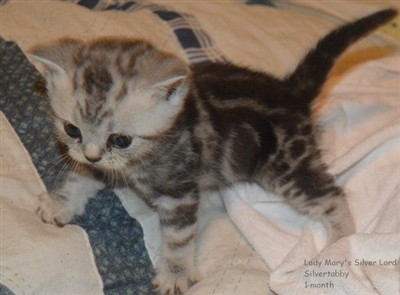 silver tabby kitten