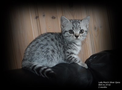 silver spotted british shorthair kitten