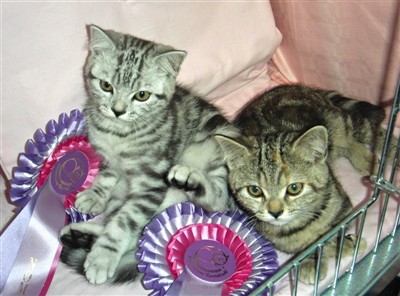 tabby british shorthair kittens