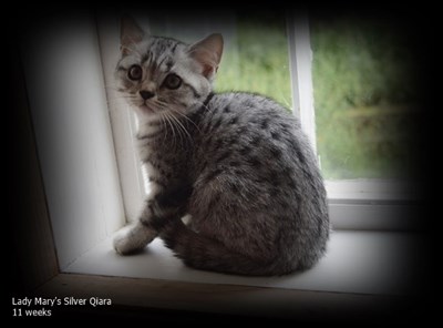 silver spotted british shorthair kitten