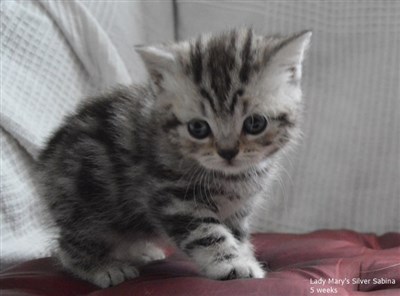 silver tabby orange eyed british shorthair kitten