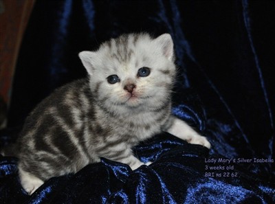 silver tabby british shorthair kitten