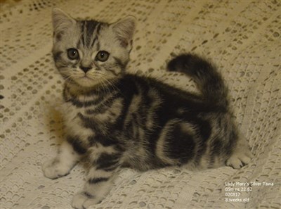 silver tabby british shorthair kitten