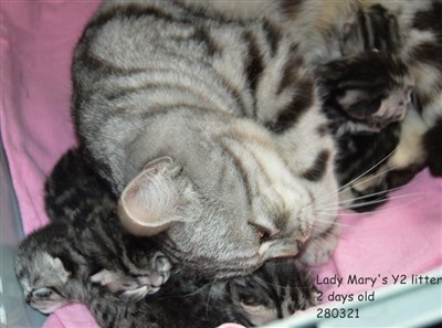 silver tabby spotted british shorthair kittens