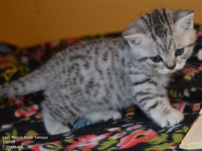 silver spotted british shorthair