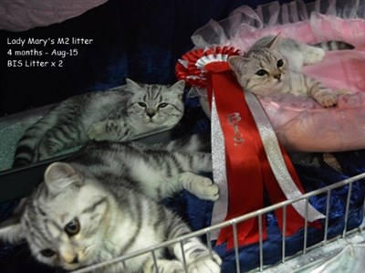 british shorthair kittens