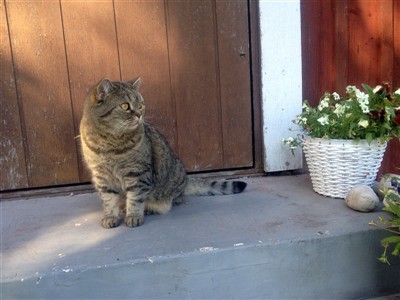 brown spotted british shorthair cat