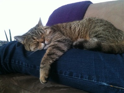 brown spotted British Shorthair cat