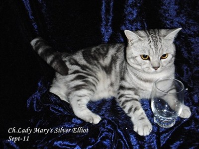 silver tabby british shorthair cat