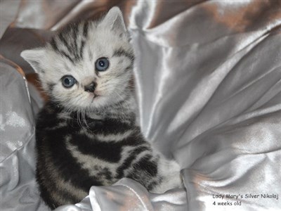 silver tabby british shorthair kitten