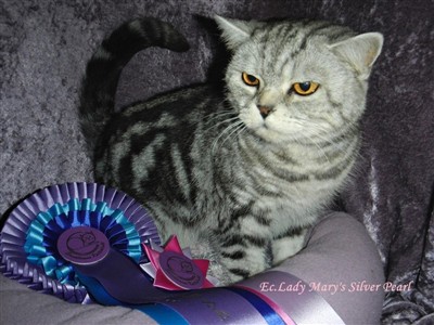 silver tabby british shorthair