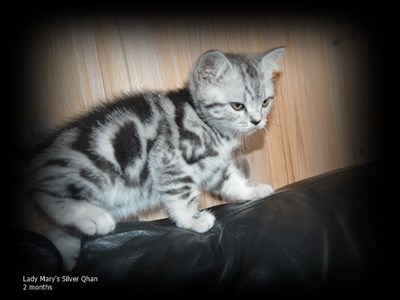 silver tabby british shorthair cat