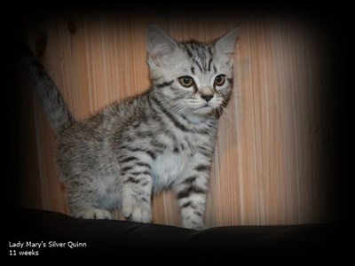 silver spotted british shorthair kitten