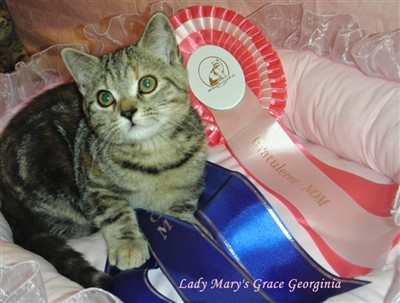 tortie tabby british shorthair kitten