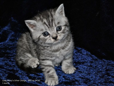 silver spotted british shorthair kitten