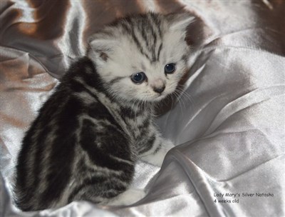 silver tabby british shorthair kitten