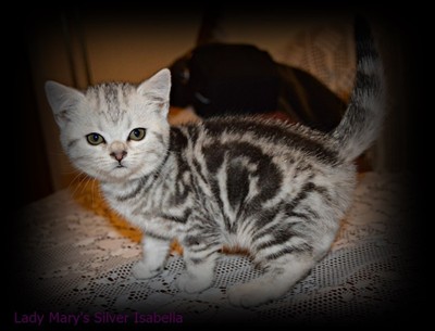 silver tabby british shorthair kitten