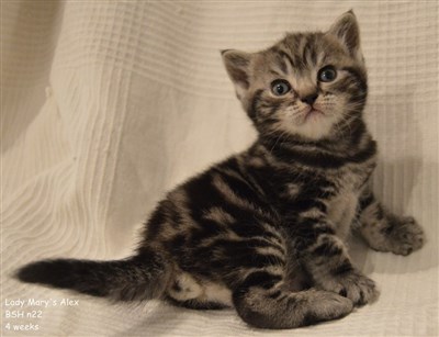 silver tabby british shorthair kitten