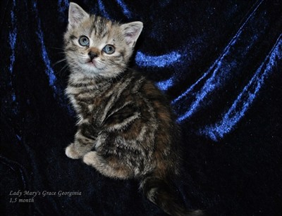 tortie tabby british shorthair kitten