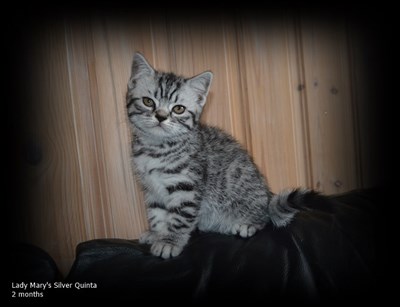 silver spotted british shorthair kitten