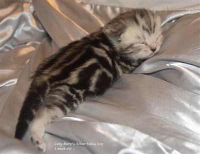 silver tabby british shorthair kitten