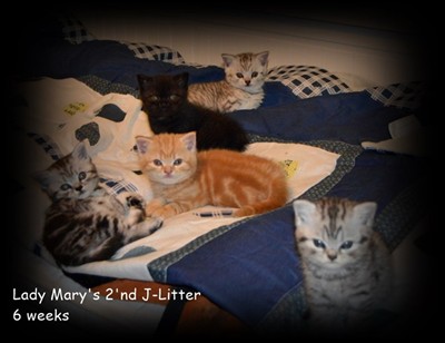 british shorthair kittens