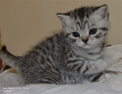 silver spotted British shorthair cat