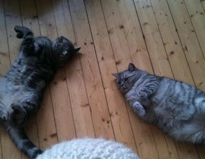 silver tabby and spotted british shorthair cat