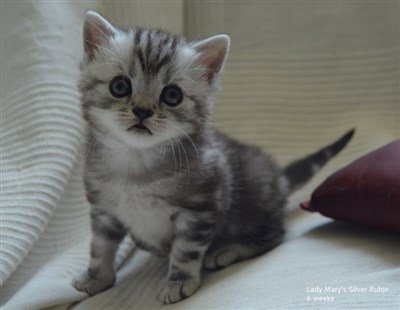 silver tabby british shorthair kitten