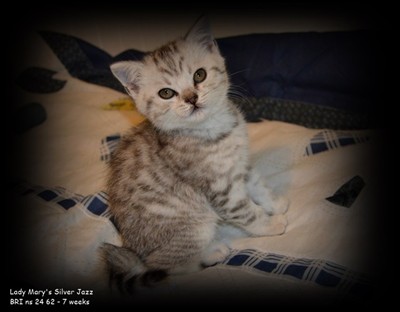 silver spotted british shorthair kitten