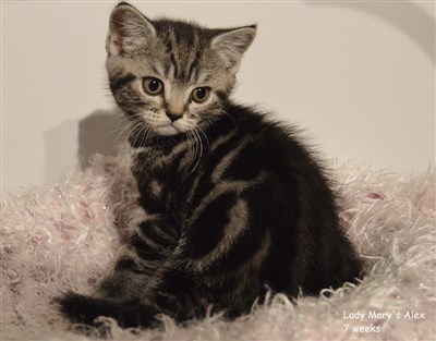 silver tabby british shorthair kitten