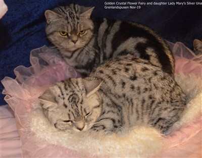 silver tabby spotted british shorthair cat