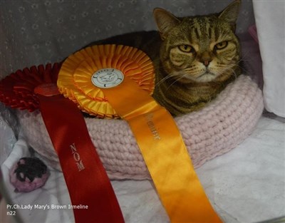 brown tabby british shorthair cat