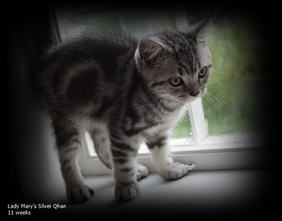 silver tabby british shorthair cat