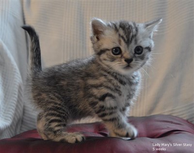 silver spotted orange eyed british shorthair cat