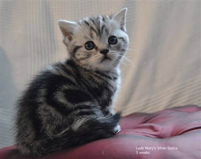 silver tabby orange eyed british shorthair kitten