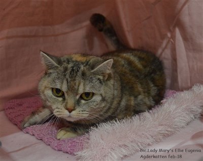 ellie british shorthair tortie silver tabby british shorthair