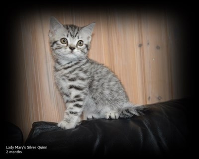 silver spotted british shorthair kitten