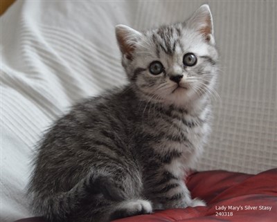 silver spotted orange eyed british shorthair cat