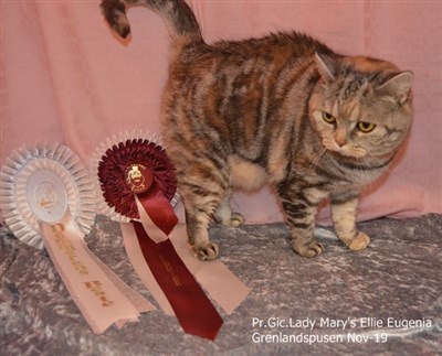 tortie silver tabby british shorthair cat